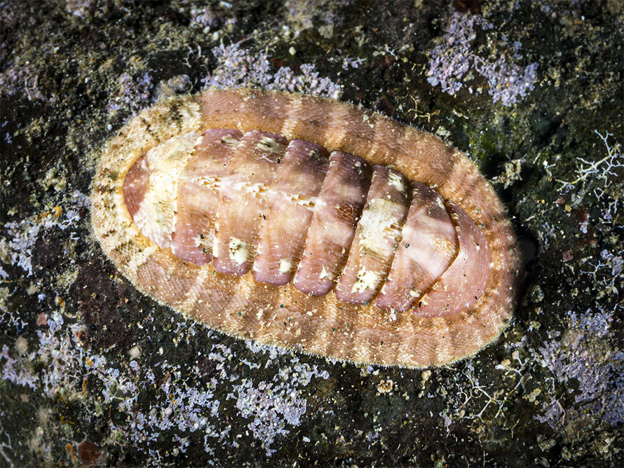 Tegulaplax sp. A